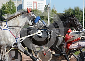 Portrait of a horses trotter breed in motion on hippodrome