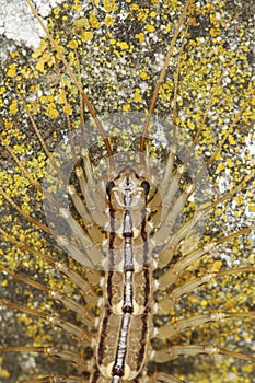 Portrait of house centipede, Scutigera coleoptrata