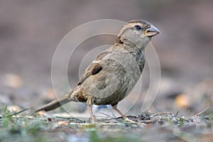 Portrait of house sparrow passer domesticus