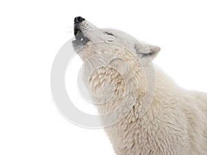 Portrait of a howling polar wolf isolated on white