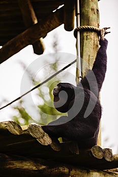 Portrait of a howling siamang gibbon monkey Symphalangus syndac