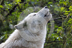 Portrait of a howling white wolf