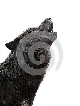 Portrait Howling wolf winter isolated on a white