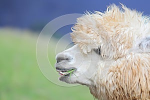 A Portrait of Huacaya Alpaca