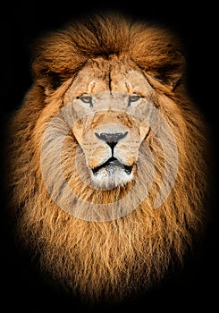 Portrait of huge beautiful male African lion against black background