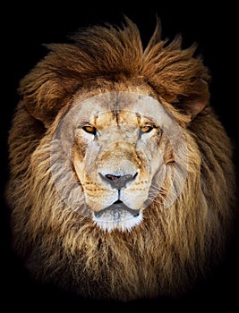 Portrait of huge beautiful male African lion against black background