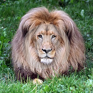 Portrait of huge beautiful male African lion against green background