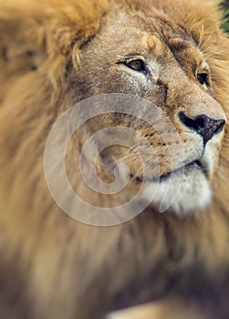 Portrait of huge beautiful male African lion. Selective focus.