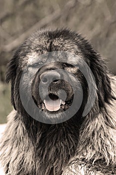 portrait of huge caucasian shepherd dog