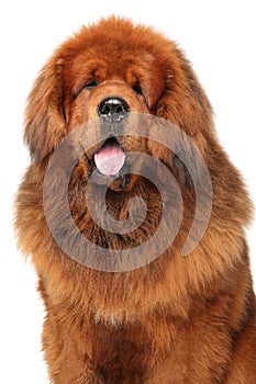 Portrait of huge red Tibetan Mastiff