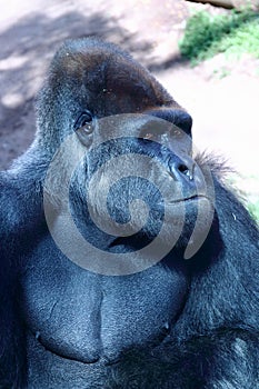 Portrait of a huge silverback gorilla. This amazing primate can only be found in Rwanda and Uganda, national nature reserves
