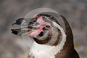 Portrait of Humboldt  penguin