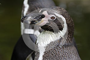 Portrait of a Humboldt penguin looking seriously.