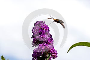 A portrait of a hummingbird hawk-moth hovering above a pruple flower of a butterfly bush feeding on nectar with its proboscis. The