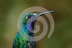 Portrait of hummingbird White-tailed Sabrewing from Tobago Island