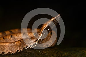 Portrait of hump-nosed pit viper showing side profile and head details