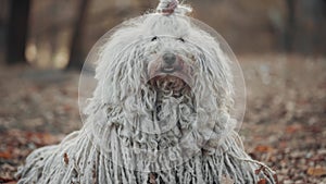 Portrait of Hungarian Shepherd Dog Puli.