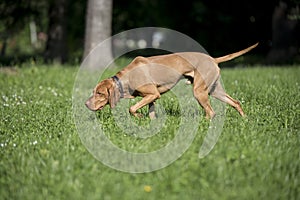 Portrait of a Hungarian Vizsla dog