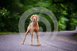 Portrait of hungarian vizsla hunter dog