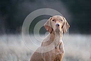 Portrait of hungarian vizsla pointer dog in evening sunset