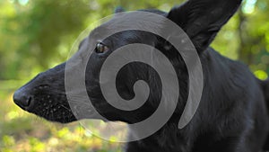 Portrait of hungry black German Shepherd dog on walk chewing bone Culling of dog