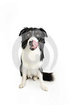 Portrait hungry border collie dog licking its lips with tongue sitting and looking at camera. Isolated on whte background