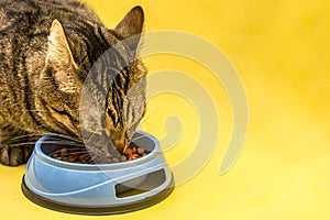Portrait of a hungry cat eating dry food from a bowl with appetite