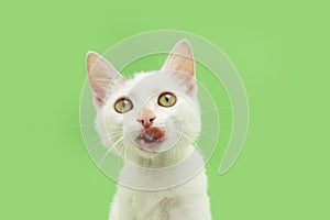 Portrait hungry cat looking at camera and licking its lips with tongue. Isolated on green pastel background
