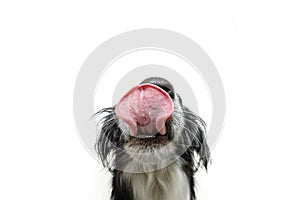 Portrait hungry close-up puppy dog licking its lips with tongue. Isolated on white background