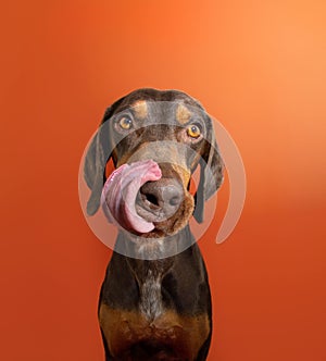 Portrait hungry and funny mixed-breed vizsla and doberman pincher licking it lips with tongue. Isolated on orange background