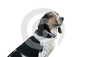 Portrait of a hunt dog isolated on white background.