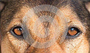 portrait of a hunting dog - beautiful symmetry of the face, focu