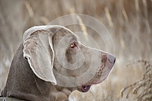 Portrait of a hunting dog. Weimaraner. Weimar Pointer. View of the dog on the right