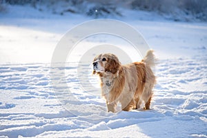 portrait Hunting dog in winter forest. Dog on a winter hunt. A hunting dog in a snowy park in cold weather