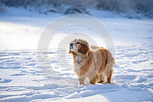 portrait Hunting dog in winter forest. Dog on a winter hunt. A hunting dog in a snowy park in cold weather