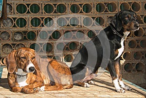 Portrait of hunting dogs