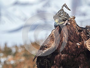 Portrait of a hunting golden eagle in a leather hat. Hunting with eagle. Portrait of a bird with a head covering. Copy space