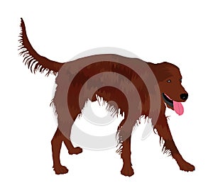 Portrait of hunting Irish Red Setter vector.