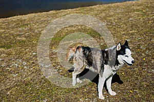 Portrait of a husky dog