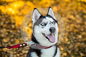 Portrait of a Husky dog on a background of autumnal nature