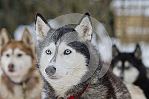 Portrait husky dog with blue eyes