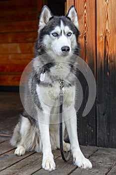 Portrait of husky dog with blue eyes on woody background. Dog in the village sits on the wooden porch of the house and looks