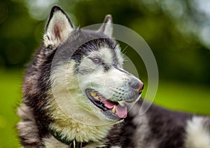 Portrait of a Husky dog