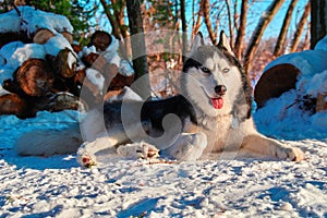 Portrait husky dog lying on the snow. Happy Siberian husky with blue eyes in winter forest in sunny day.