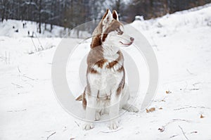 Portrait of a Husky dog in the winter forest