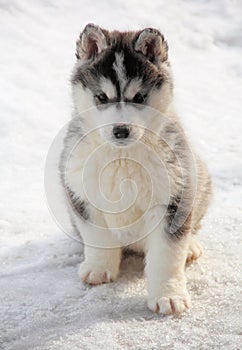 Portrait of Husky Puppy