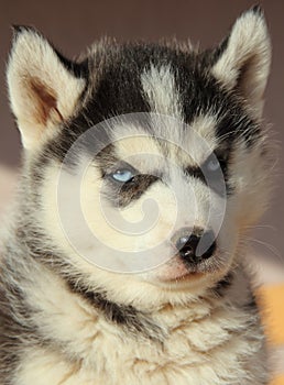 Portrait of husky puppy