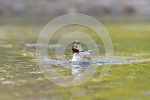 Portrait of a hybrid of american black duck and mallard