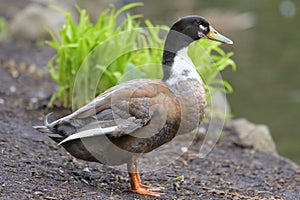 Portrait of a hybrid of american black duck and mallard