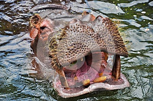 Portrait of a Hyppopotamus Hippo swimming in the water (You can see the sharp teeth in the opened muzzle